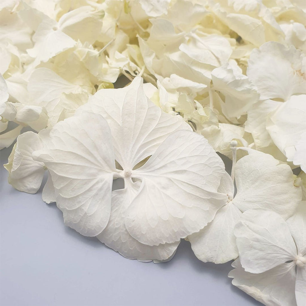 Ivory Hydrangea Petals - Limited Stock - Confetti Bee