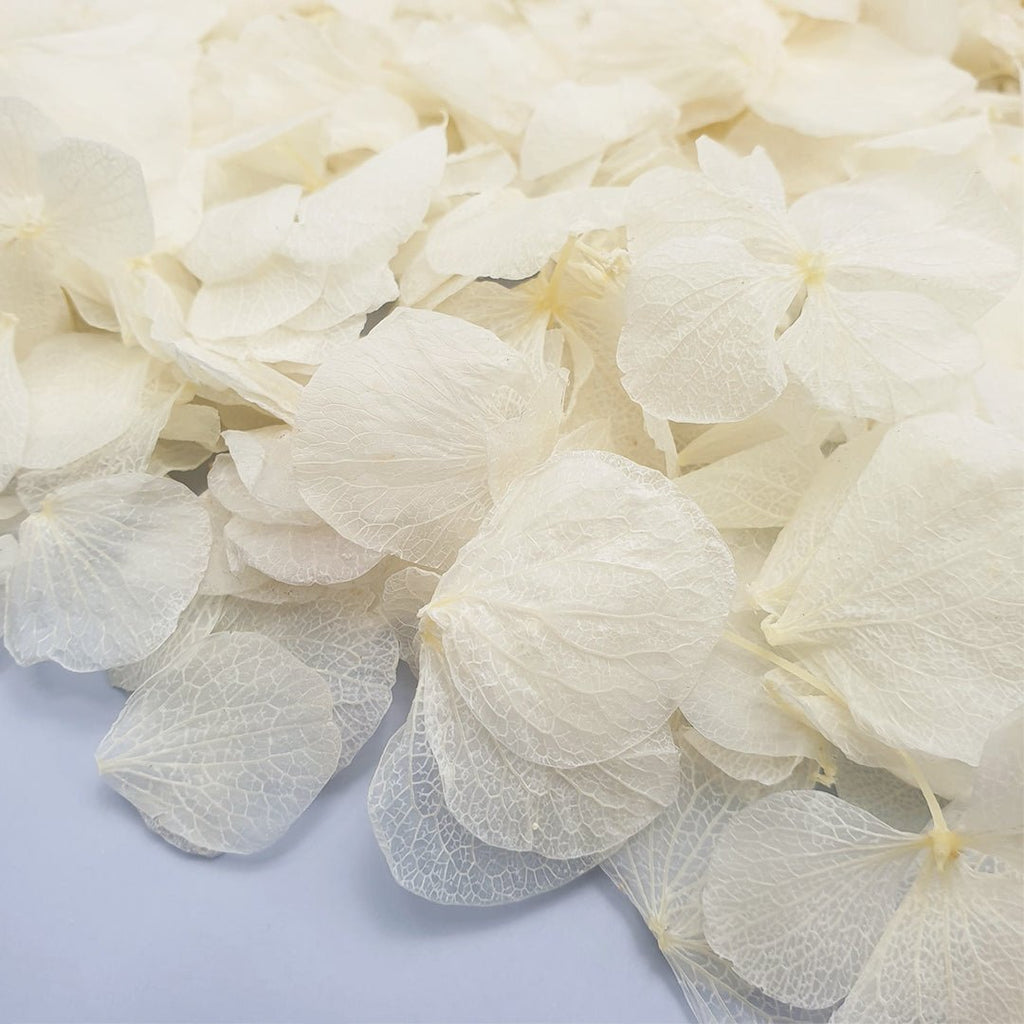 Off - White Hydrangea Petals - Limited Edition - Confetti Bee