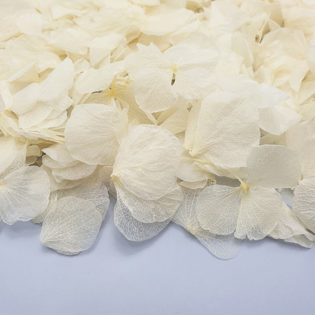 Off - White Hydrangea Petals - Limited Edition - Confetti Bee