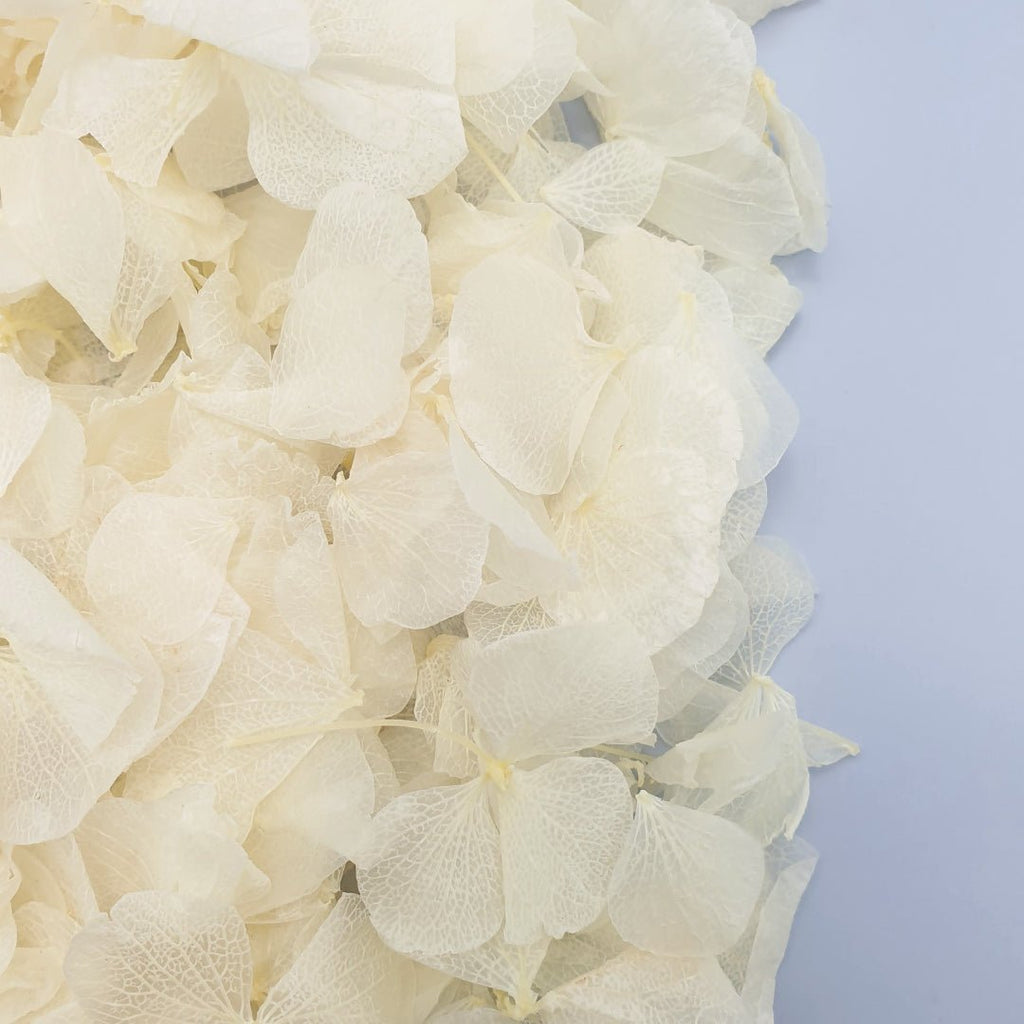 Off - White Hydrangea Petals - Limited Edition - Confetti Bee