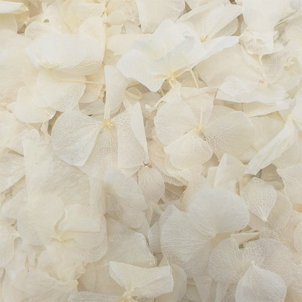 Off - White Hydrangea Petals - Limited Edition - Confetti Bee