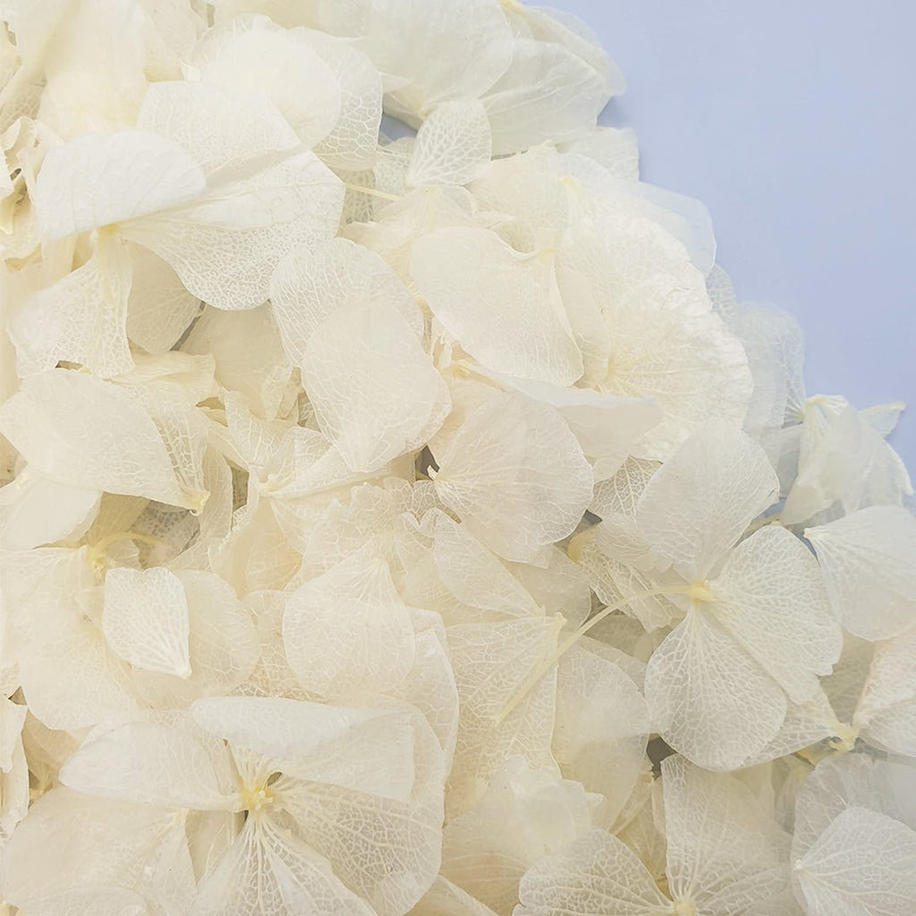 Off - White Hydrangea Petals - Limited Edition - Confetti Bee
