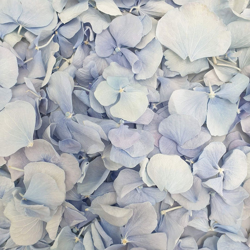 Blue Hydrangea Petals - Confetti Bee