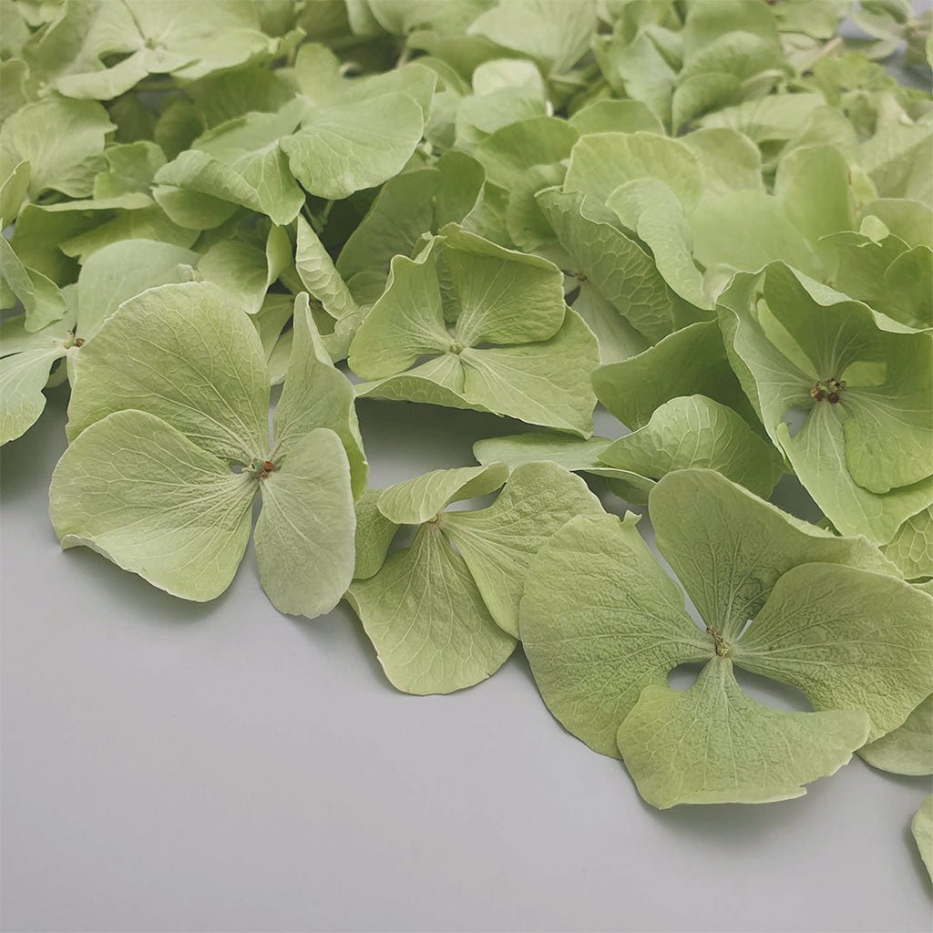 Green Hydrangea Petals - Confetti Bee