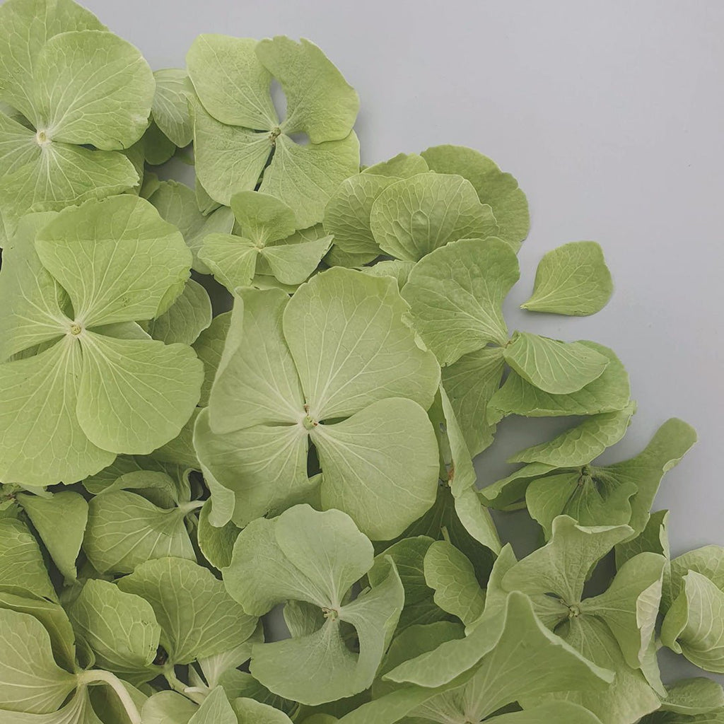 Green Hydrangea Petals - Confetti Bee