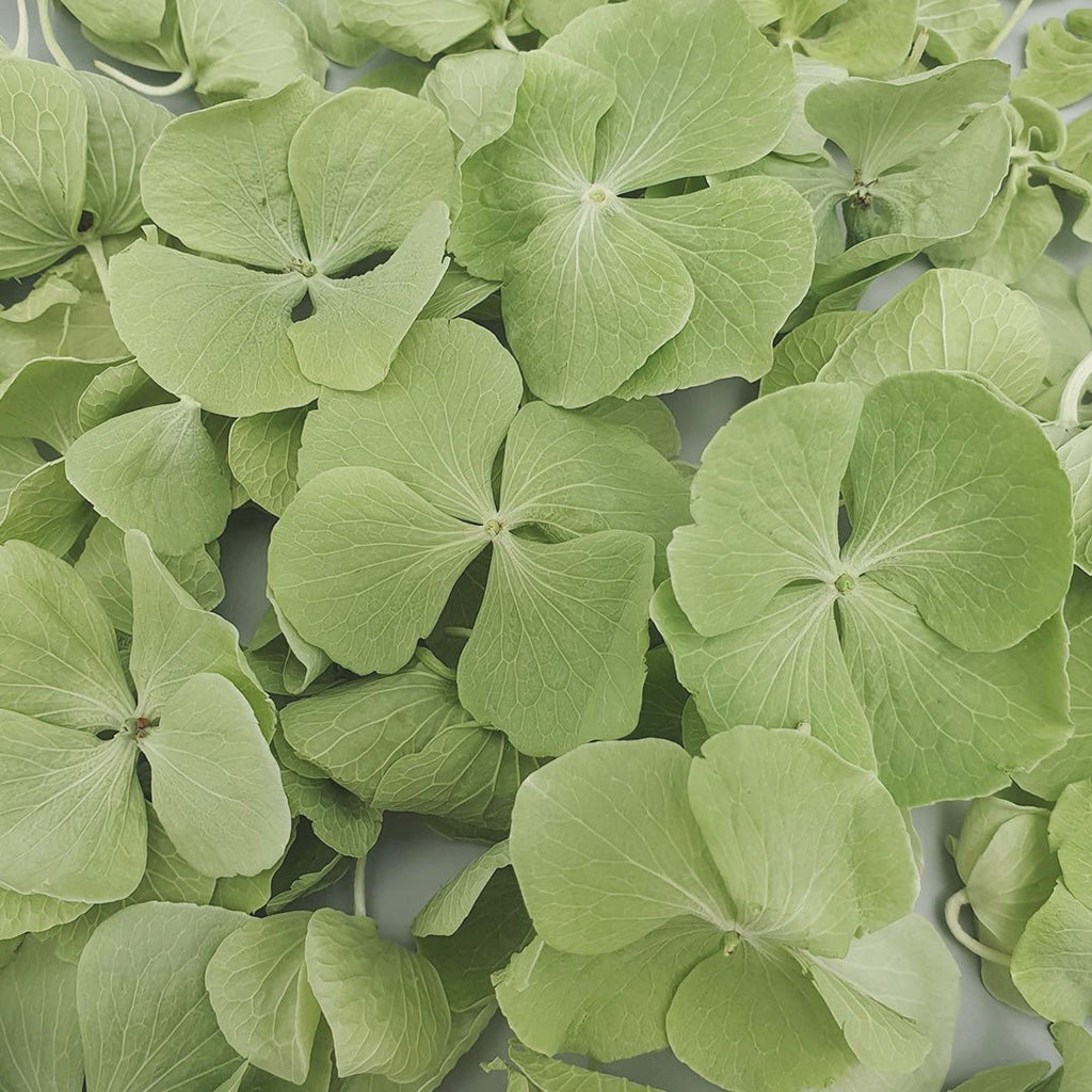 Green Hydrangea Petals - Confetti Bee