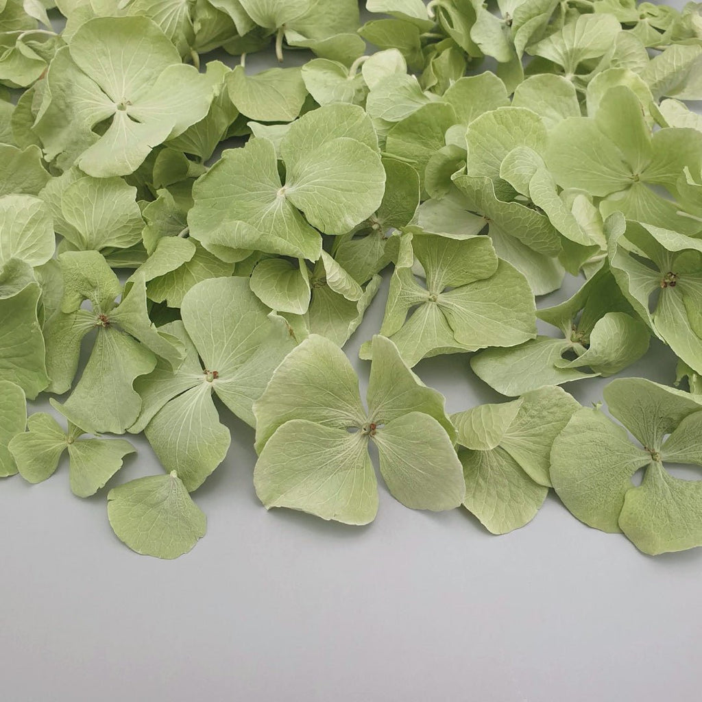 Green Hydrangea Petals - Confetti Bee