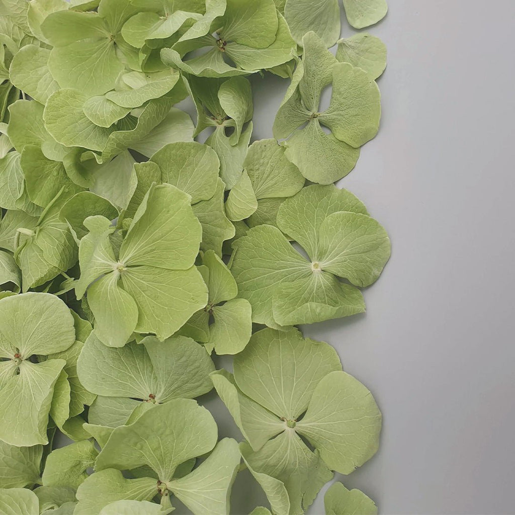 Green Hydrangea Petals - Confetti Bee