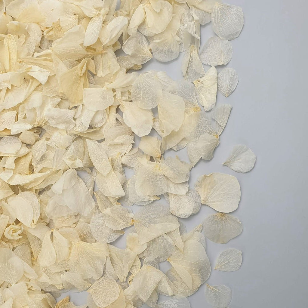 Vintage Ivory Hydrangea Petals - Confetti Bee