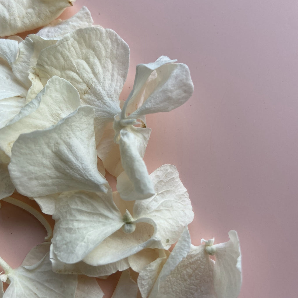 White Hydrangea Petals - Confetti Bee
