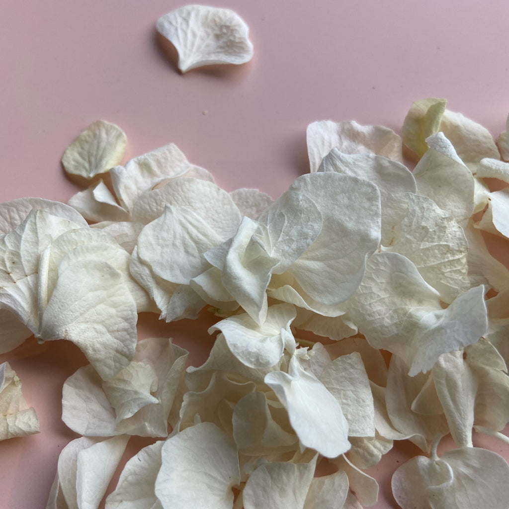 White Hydrangea Petals - Confetti Bee