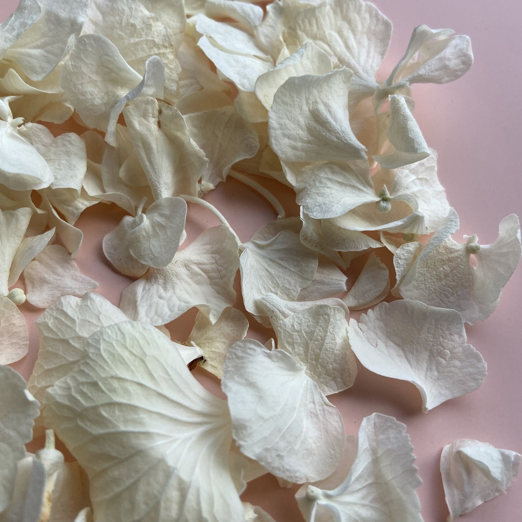 White Hydrangea Petals - Confetti Bee